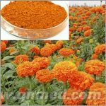 點(diǎn)擊放大 絲瓜絡(luò)提取物 絲瓜絡(luò)提取物