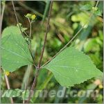 點擊放大 豨薟草提取物 豨薟草提取物