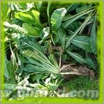 點擊放大 韭菜子提取物 韭菜子提取物