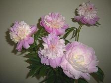 點(diǎn)擊放大 芍藥苷,山奈酚,染料木素