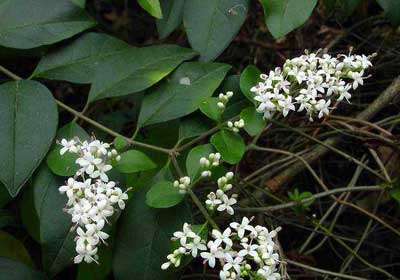 熊果酸，金絲桃苷，加蘭他敏 