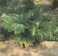 蛇床子素，木樨草素，大黃素 